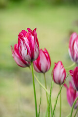 Pink and white bright color Rembrandt sorbet tulips in bloom, bouquet of springtime flowering plants in the ornamental garden