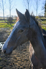 free two-year-old foals - 703430637