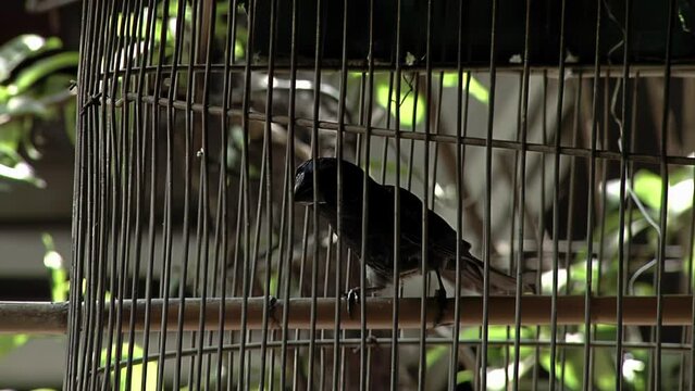 Canary Bird in a Birdcage. Close Up.