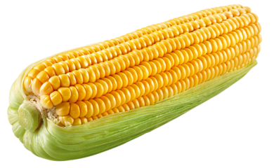 espiga de milho com casca isolado em fundo transparente