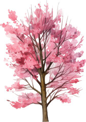 Cherry blossom tree watercolor painting isolated on transparent background.