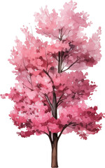 Cherry blossom tree watercolor painting isolated on transparent background.