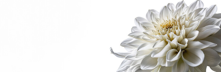 Obraz premium Close-up of a pristine white chrysanthemum on a white background, symbolizing purity or condolence in various cultures