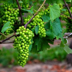 Close-up view of a bunch of green grapes, in front of a vine