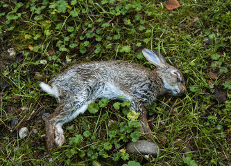 Small rabbit found dead in the forest, victim of disease