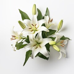 Fototapeta na wymiar Fresh lilies on a white background