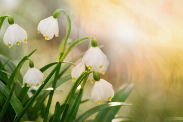 Fototapeta premium Spring flowers in the shining sunlight, Leucojum vernum, called spring snowflake