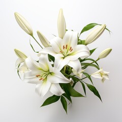 Fresh lilies on a white background