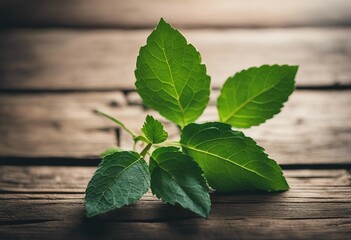 Mint leaf on rustic wooden table