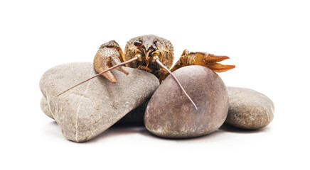 White crayfish on the stone.