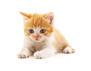 One beautiful kitten.