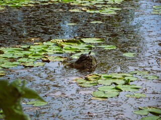 Turtle relaxing on a rock