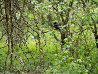 Un oiseau noir perché sur un arbre dans une forêt verdoyante