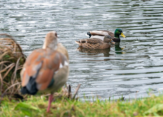 A pair of wild ducks (Anas platyrhynchos) swims along the shore on which a Nile or Egyptian goose (Alopochen aegyptiaca) stands