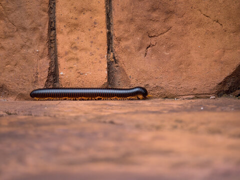 Mille-pattes g&eacute;ant noir et luisant marchant sur un sol en pierre naturelle