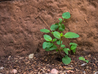 Plante verte poussant dans un environnement sec