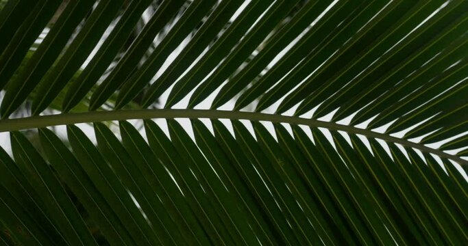 Green palm leaf, close up. Foliage, macro shot, camera moving from left to right, palm tree leaf on white background. Greenery, vegetation, verdure, tropical palm leaf frond, botany and flora.