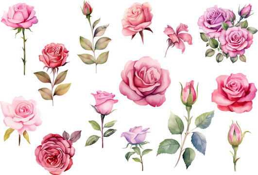 Hand drawn wtercolor illustration of rose flower