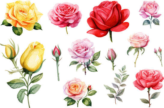 Hand drawn wtercolor illustration of rose flower