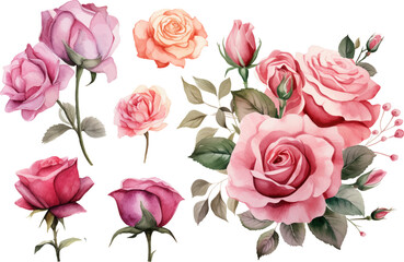 Hand drawn wtercolor illustration of rose flower