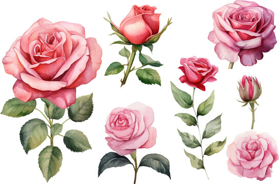 watercolor rose flower set