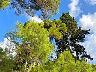 Сonifer forest with pine trees 