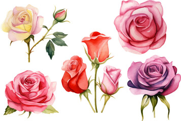 watercolor rose flower set