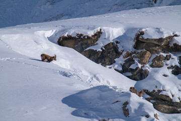 two alpine ibex in the snow capped alps, the hohe tauern national park in austria, at a sunny...