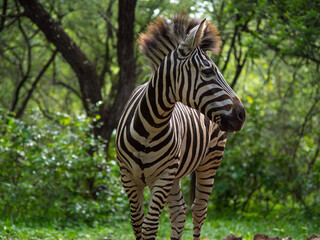 Fototapeta na wymiar Jeune zèbre regardant à sa droite dans une forêt d'Afrique du sud