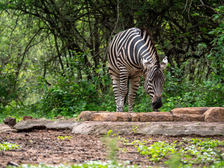 Zèbre qui s'hydrate