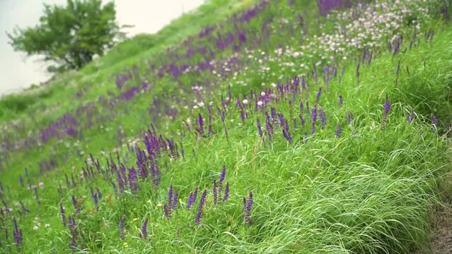 Lavender flower blooming scented fields in endless rows on sunset. Selective focus on Bushes of lavender purple aromatic flowers at lavender fields of the French Provence near Paris.