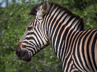 Portrait d'un z&egrave;bre adulte avec la for&ecirc;t en arri&egrave;re plan