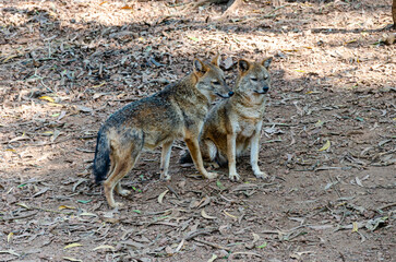 A pair of Jackals in a zoo