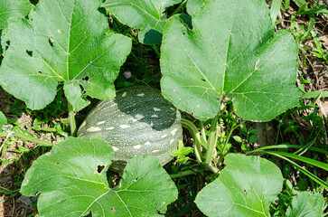 Raw pumpkin with vine and leaves