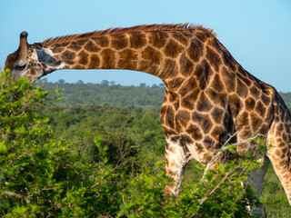 Girafe d'Afrique du Sud qui se nourrit