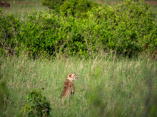 Guépard assis dans la savane africaine