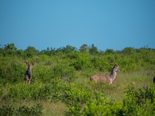 Des antilopes dans la brousse du Kruger