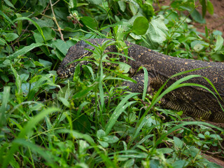 Un varan adulte caché dans les hautes herbes