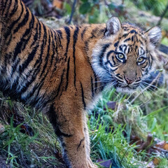 Sumatran tiger cub looking towards the camera