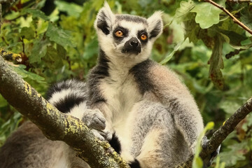 Ring tailed lemur