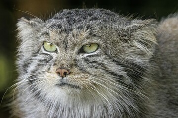 Pallas cat