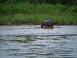 Hippopotame sur un îlot dans la rivière Sabie, Afrique du Sud