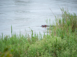 Tête d'hippopotame dépassant légèrement l'eau de la rivière Sabie à coté de la brousse, Afrique du Sud