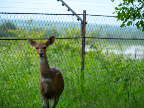 Chevreuil en captivit&eacute; avec un grillage