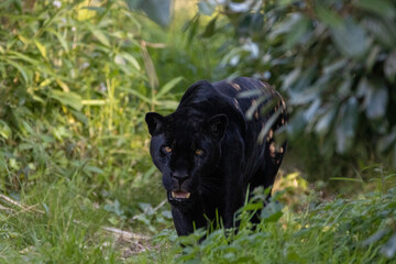 Black Panther