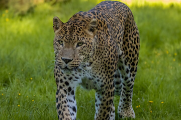 Sri Lankan leopard on the prowl