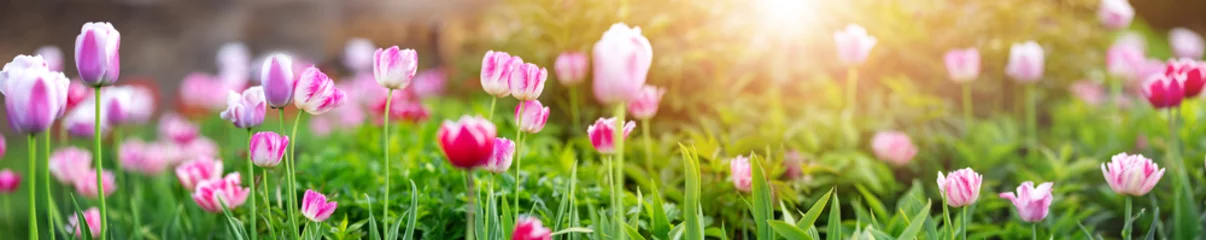 Foto op Plexiglas Meadow with bright pink tulips in the spring. © candy1812