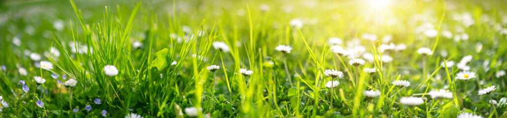 Meadow with lots of white spring daisy flowers in sunny day.