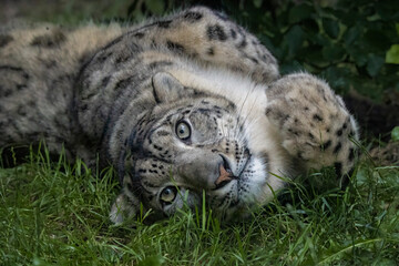 Snow leopard at play