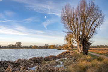 Half moon early January morning at Bushy Park